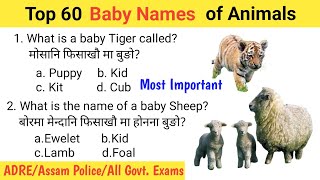 Baby Names of Animals || ADRE आनजादनि थाखाय नायना ला || Top 60 Most Important MCQs @Dailybodo6pm