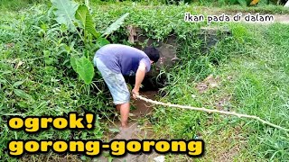 Ikan Gabus Terjebak Di Dalam Gorong-gorong Tua!