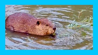 Beavers Wrestling, Swimming, Walking, Talking and Eating