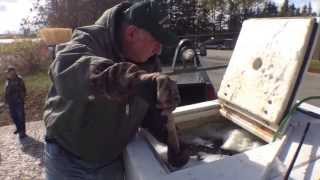 Walleye Restoration Project on Little Bay de Noc