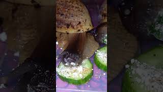 Мелисса и Мармеладка кушают огурчик🐌⭐️🌿💕❤