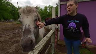 Meet the Horses at The Big Purple Barn Sanctuary 3D 180 VR