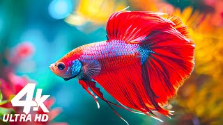 Stunning 4K (ULTRA HD) Underwater Wonders - Best 4K Sea Animals with Soothing Music #3