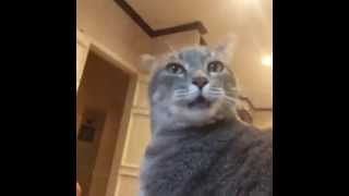 Inspirational Cat Speech On Ebola - Funny Vine!