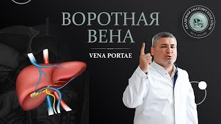 Аорта. Верхняя и нижняя полые вены. Воротная вена / VENA PORTAE