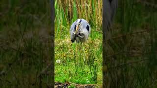 Watch a Grey Heron Hunt for Snake #youtubeshorts #viral #shortsvideo #ytshorts#viralshort #greyheron