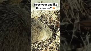 Video for cats 😻😻 #shorts #cat #videoforcats #cattv (mice, birds, ducks, nature)