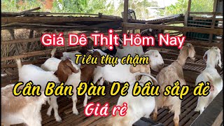 Giá dê thịt hôm nay tiêu thụ chậm, Cần bán đàn dê cái bầu sắp đẻ giá rẻ tại NINH THUẬN