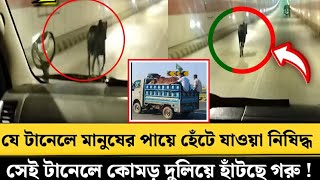 যে টানেলে মানুষের পায়ে হেঁটে যাওয়া নি'ষি'দ্ধ সেই টানেলে কোমড় দুলিয়ে হাঁটছে গরু ! tunnel