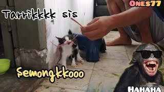 Anak kucing lucu banget bikin ngakak