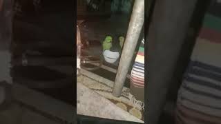 Cute Talking parrots #viralshort #ytshort #trendingshorts #parrottalking #cute #viral