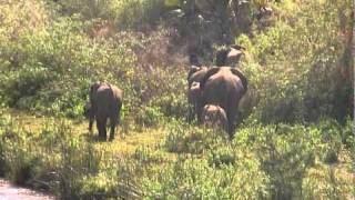 59 - John Goldie viewing Elephants between Nairobi and Mombasa.