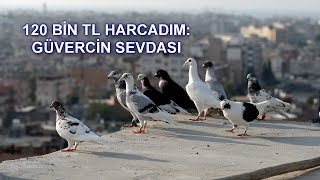 120 BİN TL HARCADIM: GÜVERCİN SEVDASI - KARIŞMACILIK ( KERTİŞ)