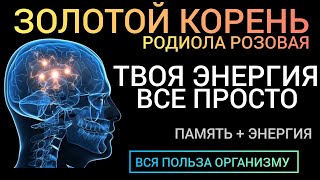 Родиола Розовая l Когда энергия на нуле l Польза и как принимать l Health Benefits of Rhodiola