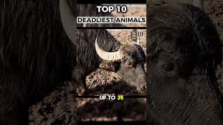 Cape Buffalo - Top 10 Most Dangerous Animals