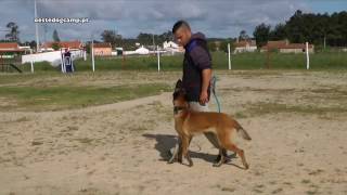 Treino de cães - Caldas da Rainha