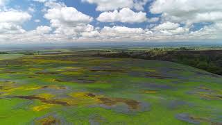 Northern California Superbloom