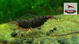 Dark Red Ruby Extrem Taiwan Bee Caridina shrimp female with eggs and babies