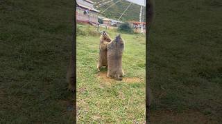 Two Adorable Himalayan Marmots Playing Fighting #cutemarmot #marmot #cuteanimals #marmota #cute