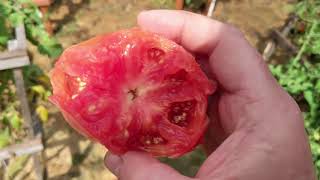 Week #12 2020 Update: Tomatoes coming in strong, Tearing up plants for possible fall crop.