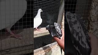 Lost pigeon reunited with owner and mate mate was overly excited