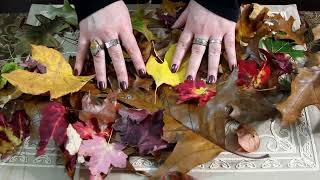 Crispy Autumn New England Leaves ~ Delicate Nature Sounds