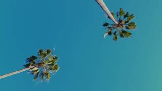 Free 4K Royalty-Free Stock Video: Palm trees in wind