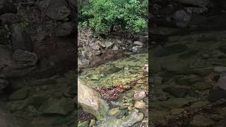 Refreshing Stream Walk ASMR | Summer 🌞 Escape #water #watercrises #nature #relaxingwalk #travel