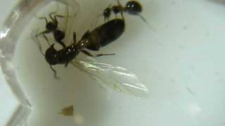 Lasius Emarginatus au combat 1/2 ( http://fourmis404.over-blog.com/ )