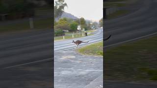 A group of kangaroos running across the road at Grampians National Park.