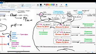 Токсическое действие Аммиака. Фолиевая кислота. Сульфаниламиды. Обмен метионина