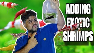 Adding New Exotic Aquarium Shrimps In Planted Aquarium