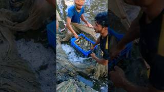 The fish is being lifted from the net #fisherman #fishing #youtubeshorts #fishermansvillage #shorts