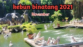 RAGUNAN Zoo || BURUNG PELIKAN