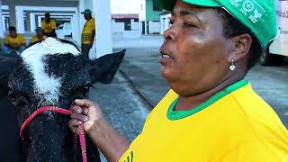 Treinamento para preparação de raças leiteiras para exposição