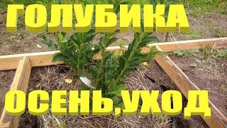 ГОЛУБИКА. Уход за садовой голубикой осенью