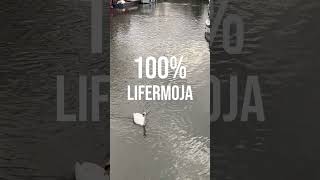 Please Subscribe Lifermoja #amazing #food #exploretheworld