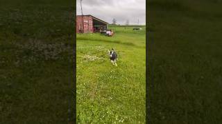 SPEED! New goat is a speedy addition to the homestead #farmlifebestlife #babyanimal #homestead