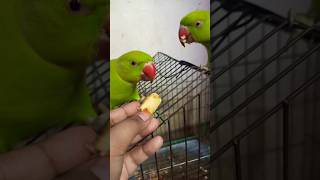 Parrot Eat Banana 🍌🍌🔥😋#parrotlover#parrotvideo #youtubeshorts #trendingshorts#talking#mitthu#parrots