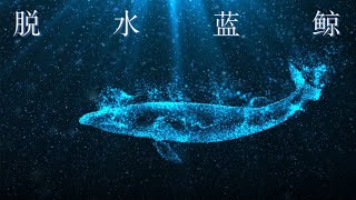 《脱水蓝鲸》我曾经 无限接近人群【Vicky宣宣】