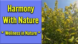 Harmony with Nature - Wellness in Nature || relaxing, sleep, peaceful, soothing, stress relief