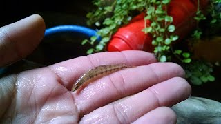 SOLTANDO OS PEIXES DA PESCARIA DE PENEIRA NO LAGUINHO