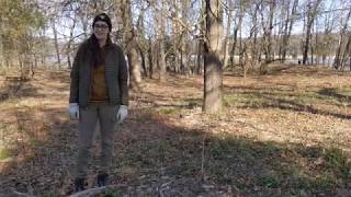 Removing Invasive Species: Garlic Mustard