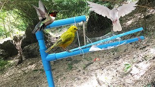 Awesome Quick Bird Trapping The Best Wild Bird Trap-How To Make Quick Bird Trap Using PVC Pipe