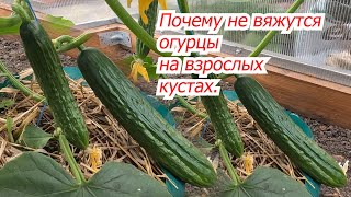 Что сделать, что бы огурцы хорошо завязывались и не отпадали завязи.