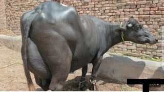 Beautiful Neeli Ravi Buffalo for Sale in Pakistan on YouTube  13, 2024