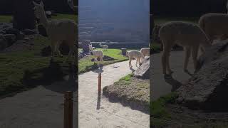 Ollantaytambo Centro Arqueologico Perú 🇵🇪 Sin Destino