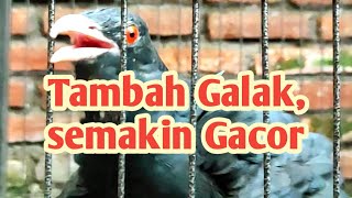 Tambah Galak Si Tuwu ini