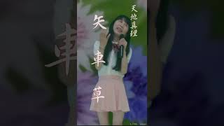 天地真理  さん  矢車草 【後半】by t_70th🎶です。応援をお願いいたします。☘️