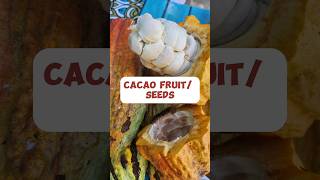 Let's  harvest cacao fruit #shorts